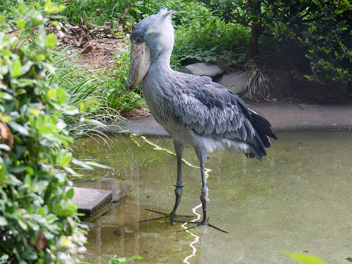 池の中に立っているハシビロコウ