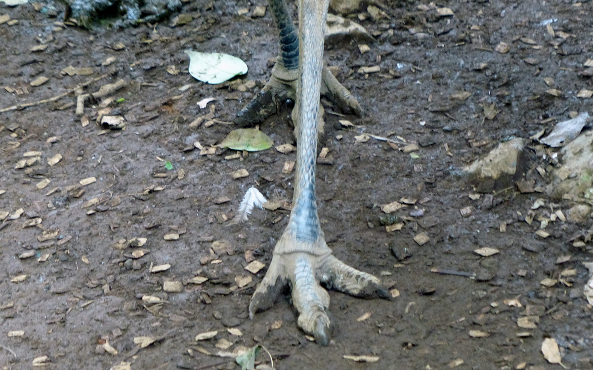 がっしりした足先にやや太めの指がある