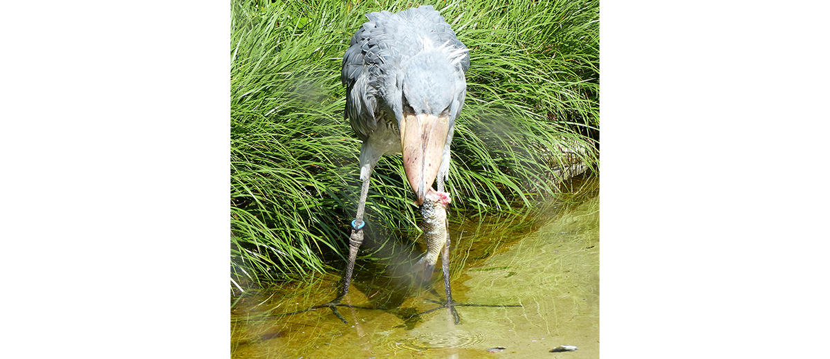 Shoebill stands in the pond, picking up a fish from the water in its beak.