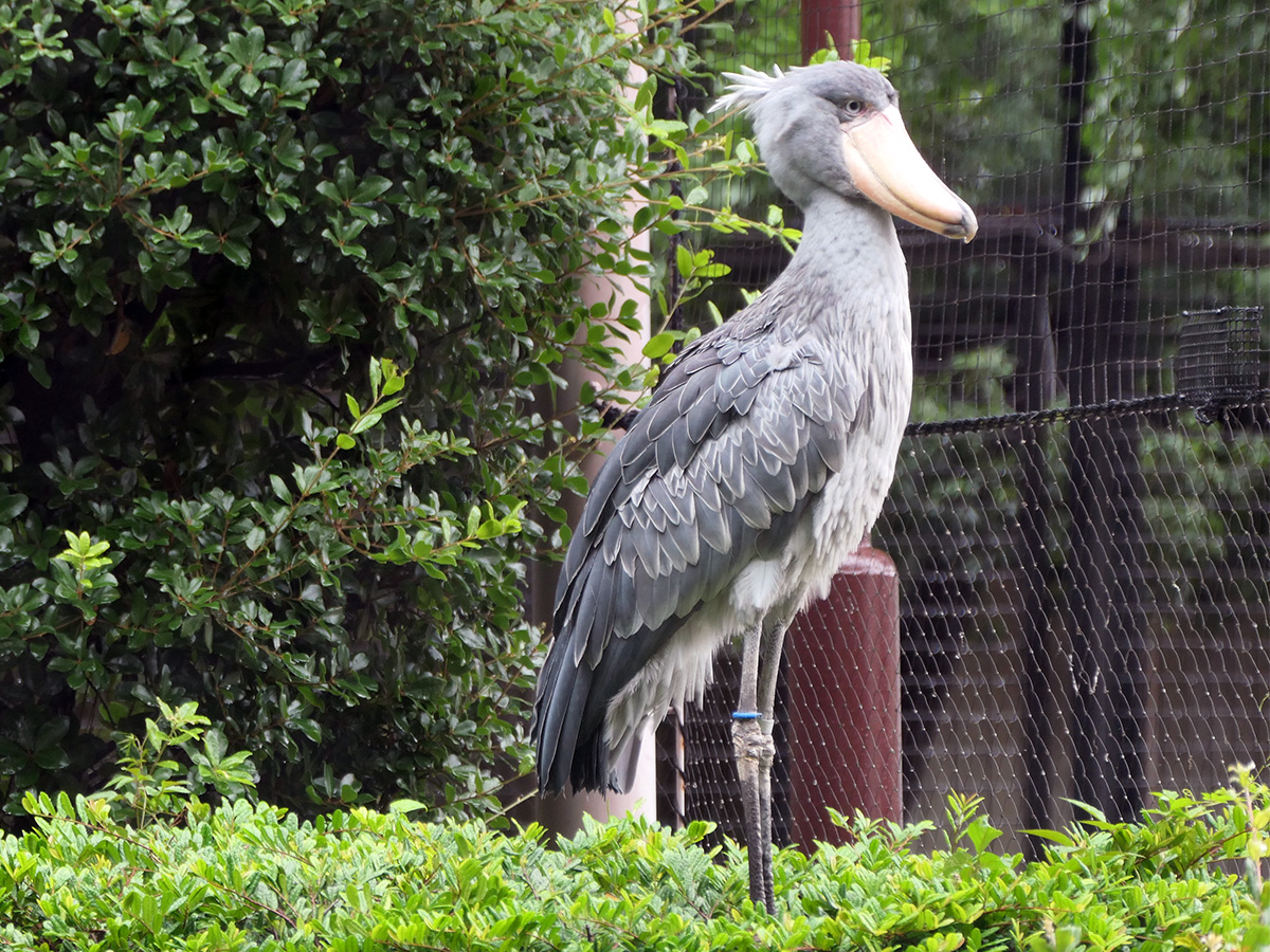 Shoebill profile as it stands above the bushes.
