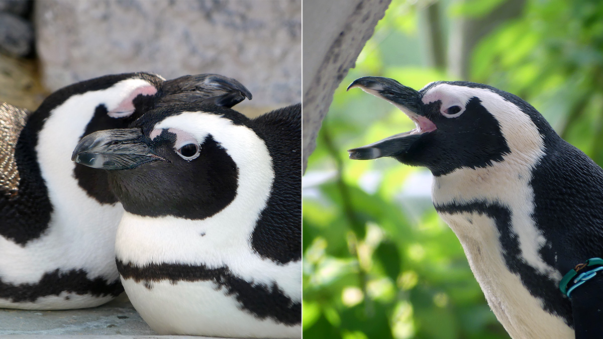 Two photos of African Penguin. The left photo shows two penguins with their beaks closed. The right photo shows one penguin with its beak open.