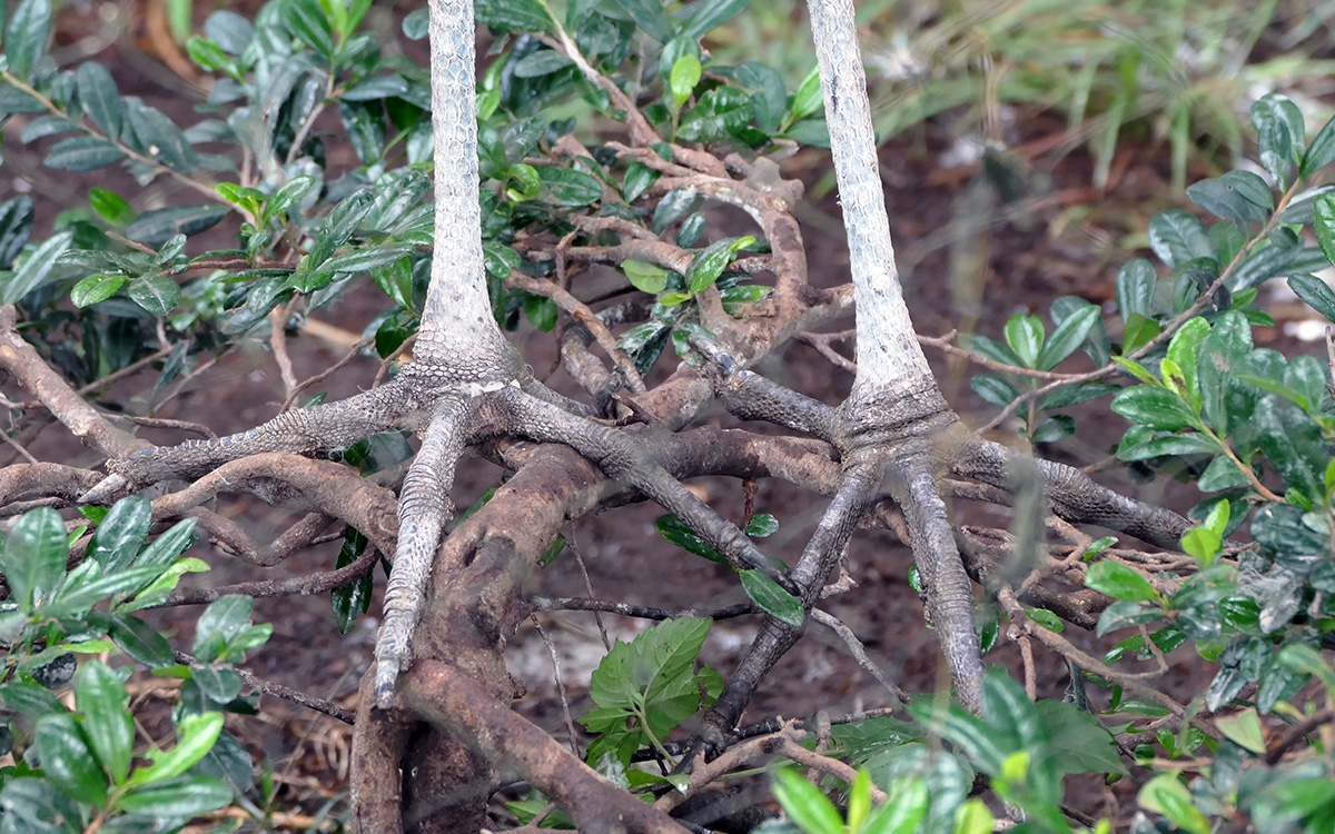 Long toes are visible at the tips of the toes.