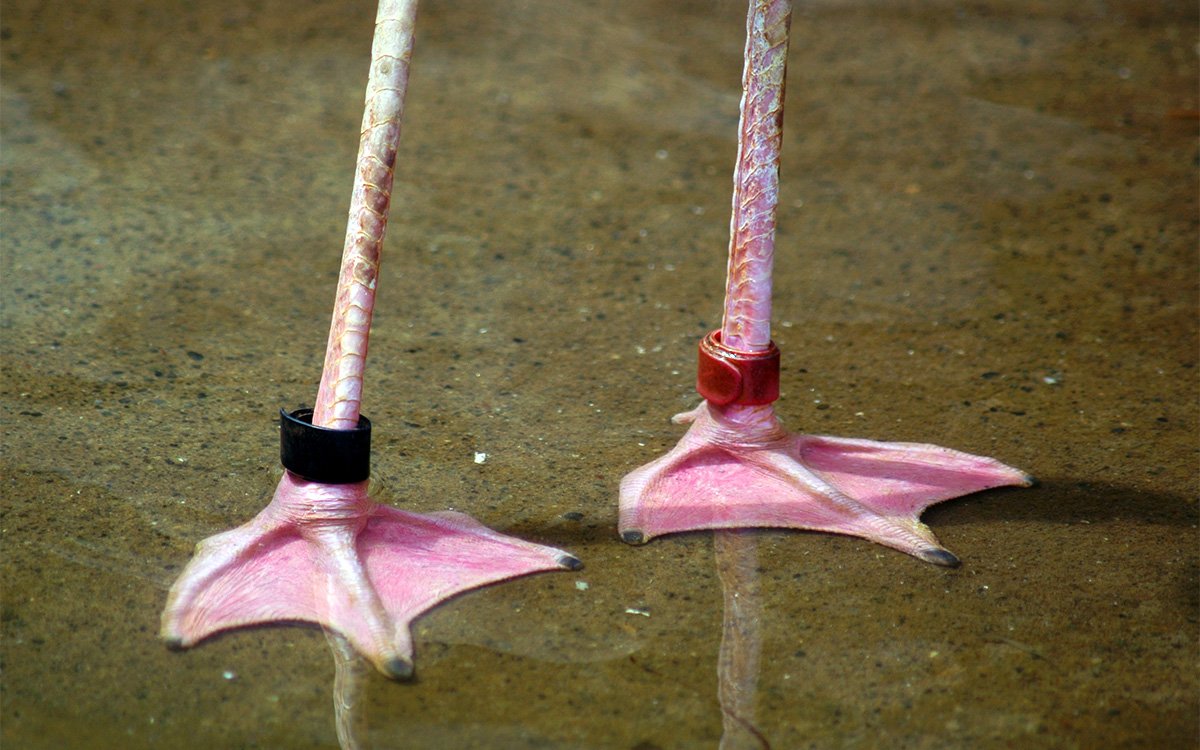 Pinkish feet. Webbing between the toes.