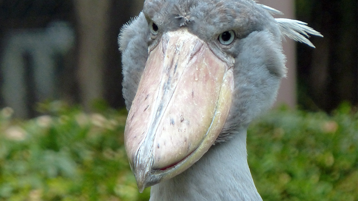 A close-up of Shoebill 's head. Its large beak has a distinctive pattern.