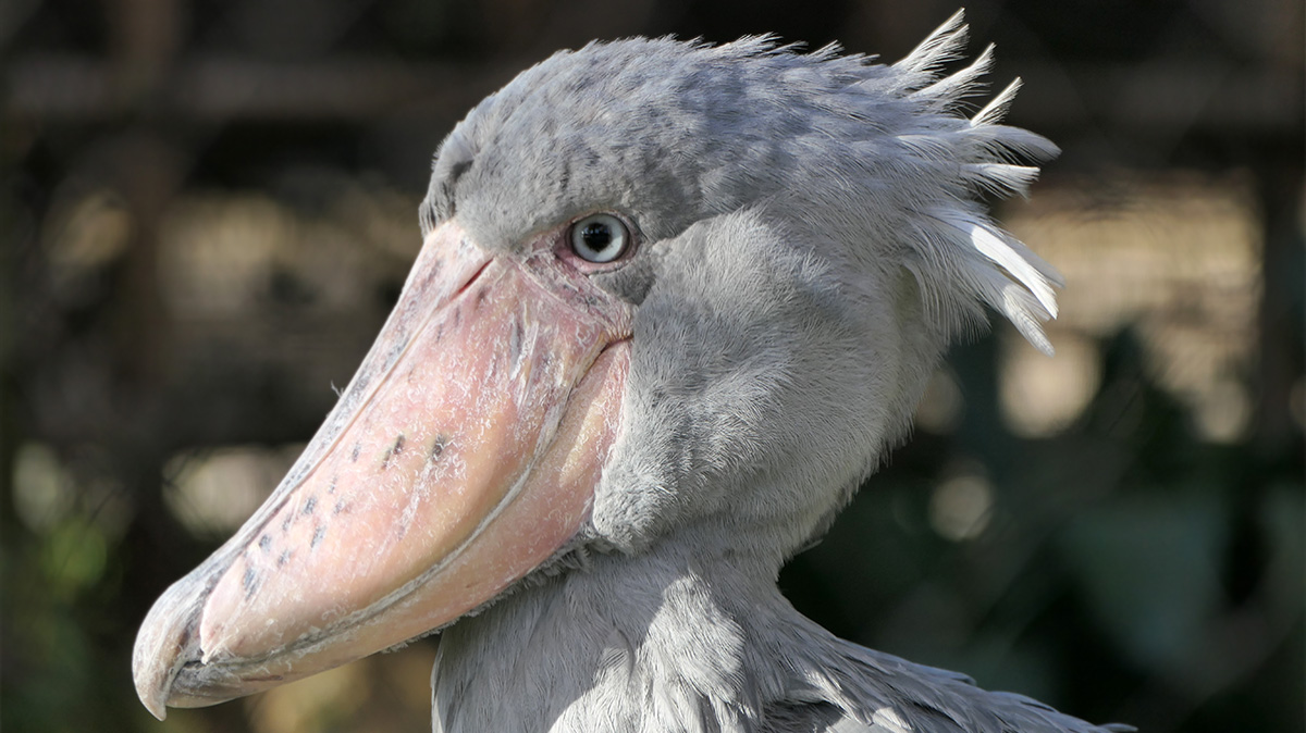 ハシビロコウの頭部を真横から撮影。嘴が大きい。後頭部に逆だったような羽毛が見える。