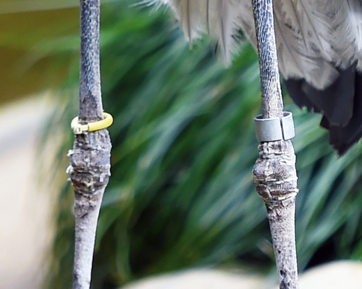 ハシビロコウの両足。向かって左側の足に黄色いリングが付けられている