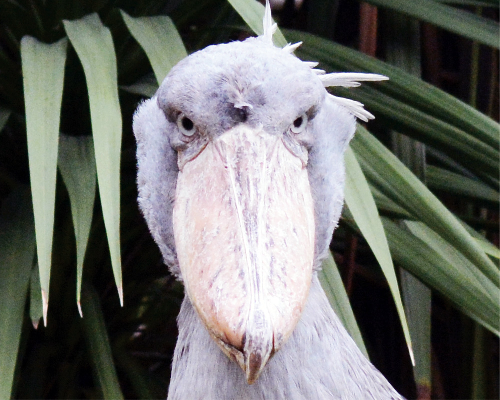 ハシビロコウの頭部。正面から撮影