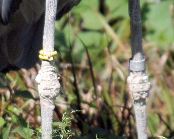 ハシビロコウの両足。向かって左側の足に黄色いリングが2つ付けられている