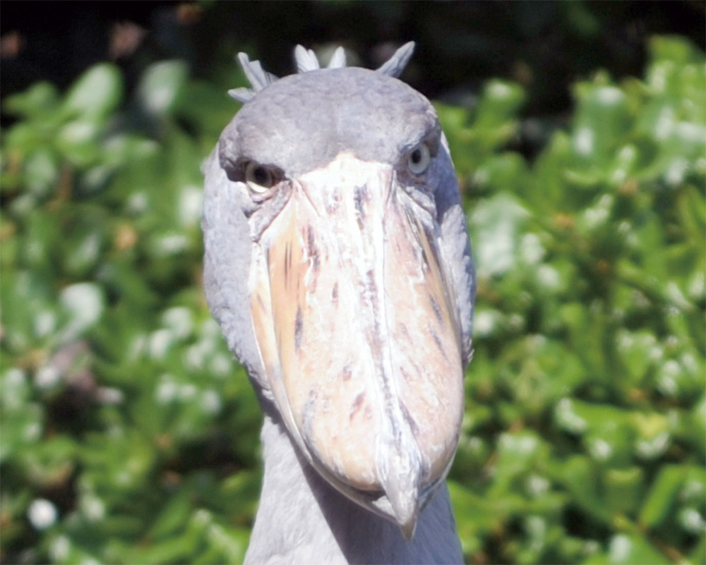 ハシビロコウの頭部。正面から撮影