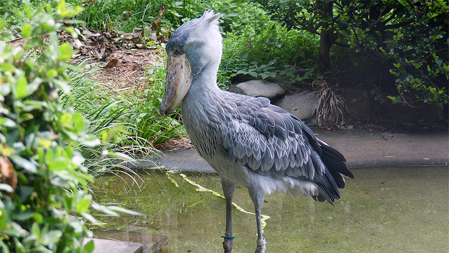 屋外の池を背景にたたずむハシビロコウ