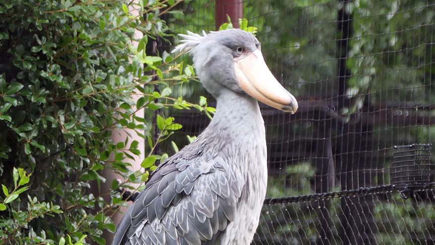 ハシビロコウ上半身。真横からの撮影