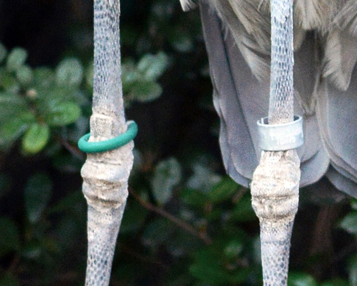 ハシビロコウの両足。向かって左側の足に緑色のリングが付けられている
