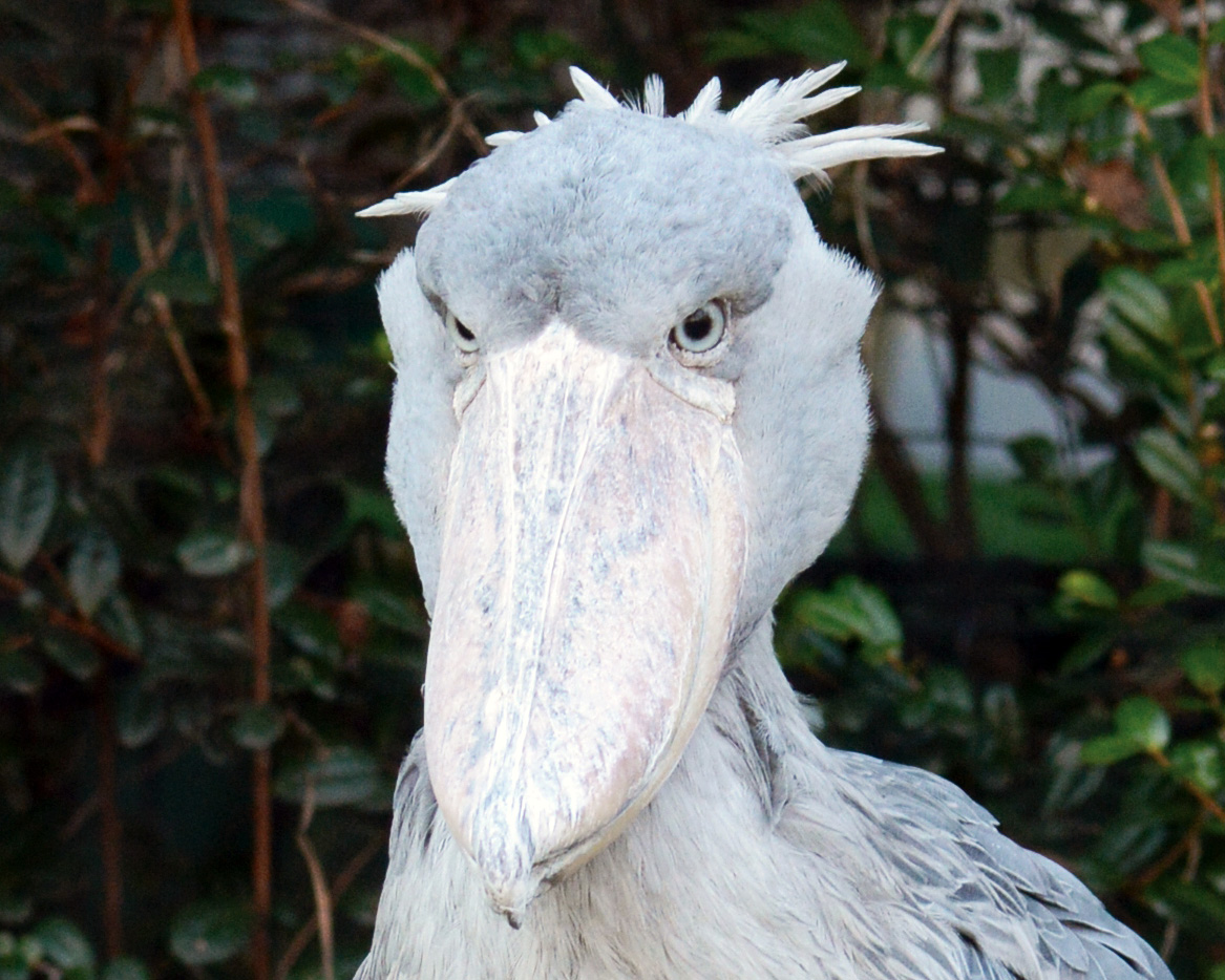 ハシビロコウの頭部。ほぼ正面から撮影