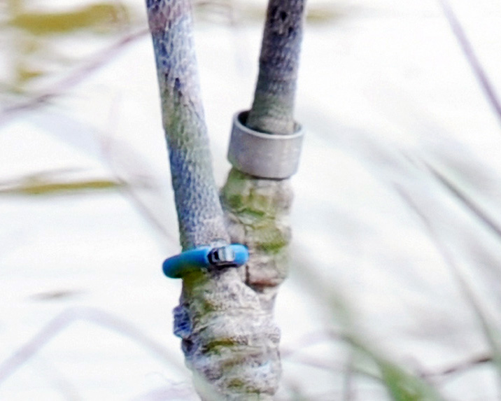 ハシビロコウの両足。向かって左側の足に青色のリングが付けられている