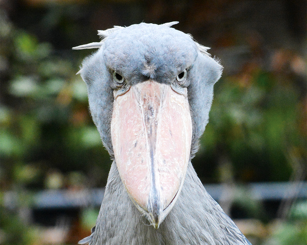 ハシビロコウの頭部。正面から撮影