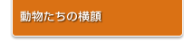 動物たちの横顔