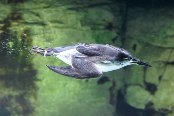 ＜海鳥の生態＞