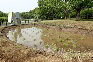 水辺の自然エリア「田んぼ」