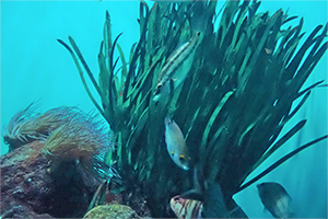 擬海藻