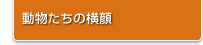 動物たちの横顔