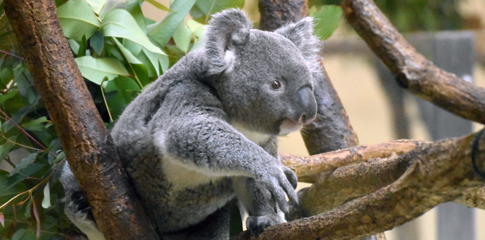 癒し系動物にも出会える 東京都内 近郊でおすすめの人気動物園をご紹介 Pathee パシー