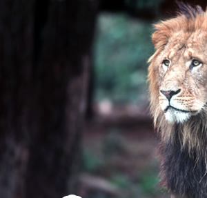 1958-2008 50th Anniversary
TAMA ZOO
多摩動物公園開園50周年