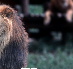 1958-2008 50th Anniversary
TAMA ZOO
多摩動物公園開園50周年