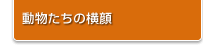 動物たちの横顔