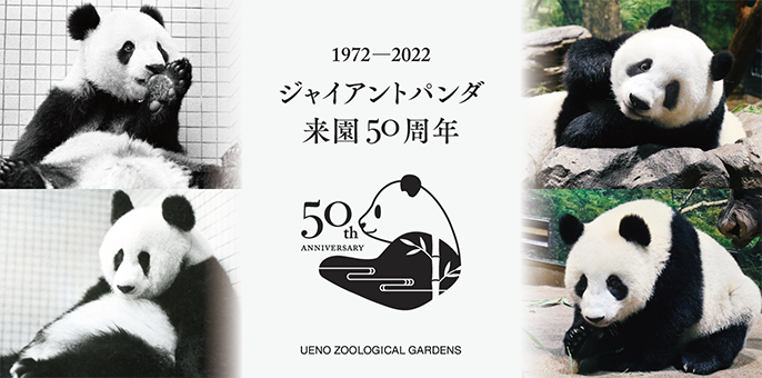 1972-2022 ジャイアントパンダ 来園50周年