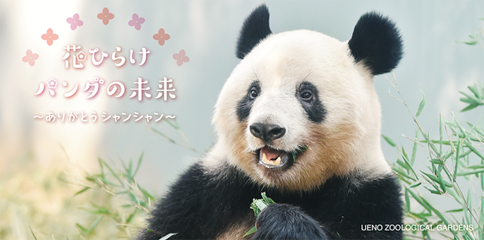 花ひらけパンダの未来