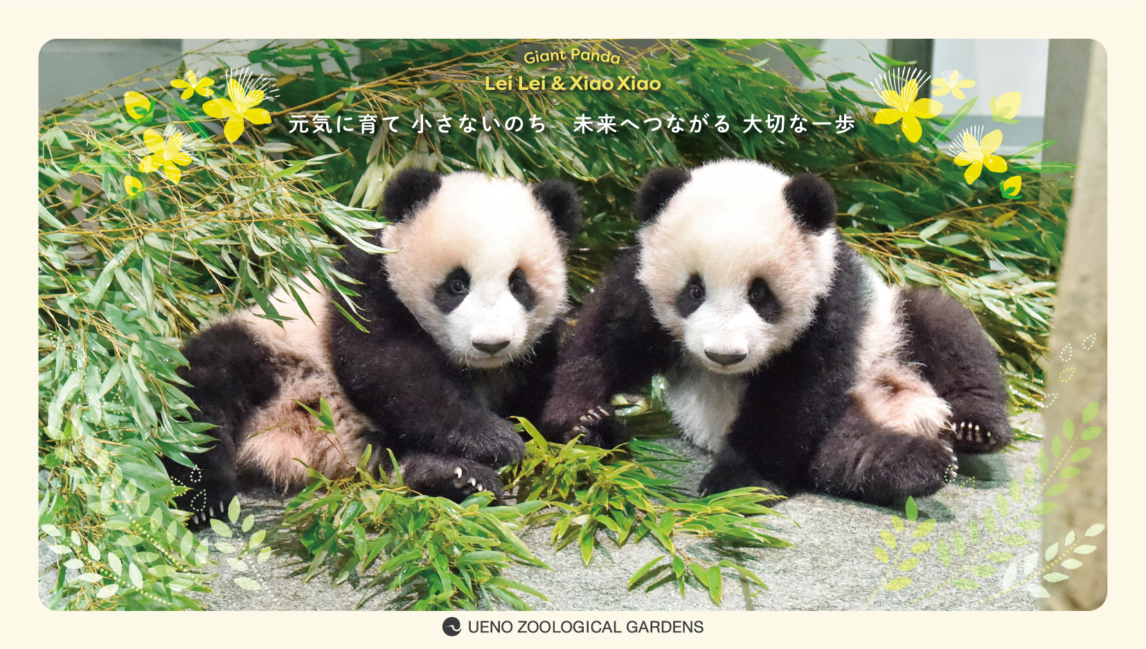 ジャイアントパンダの双子ポスター