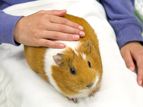 子ども動物園すてっぷ 学校団体プログラム