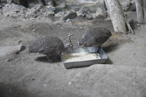 カンムリシギダチョウ